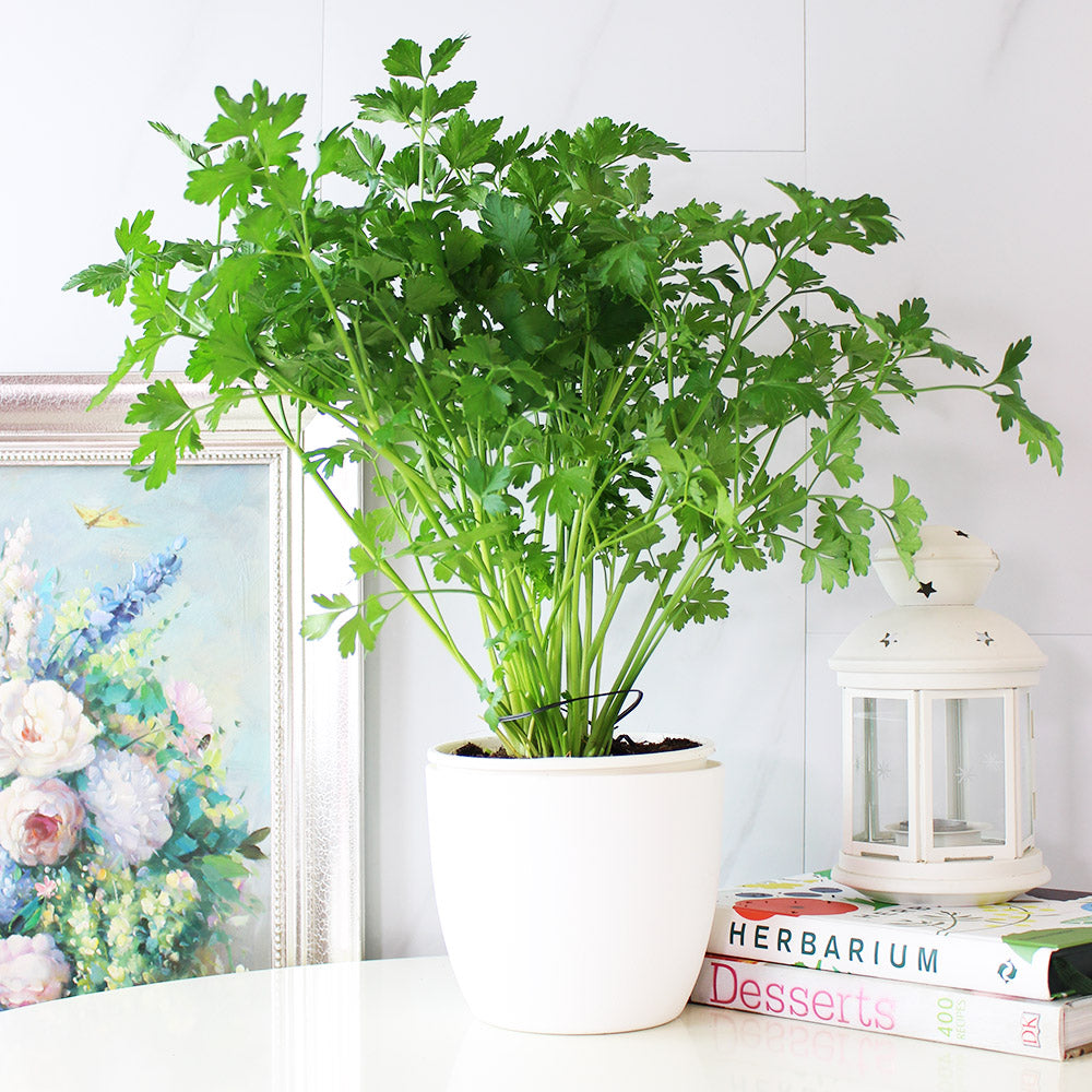 義大利歐芹 | 義大利麵的絕配 | 平葉歐芹 | 擺盤、調味都可以 | 陽光植物