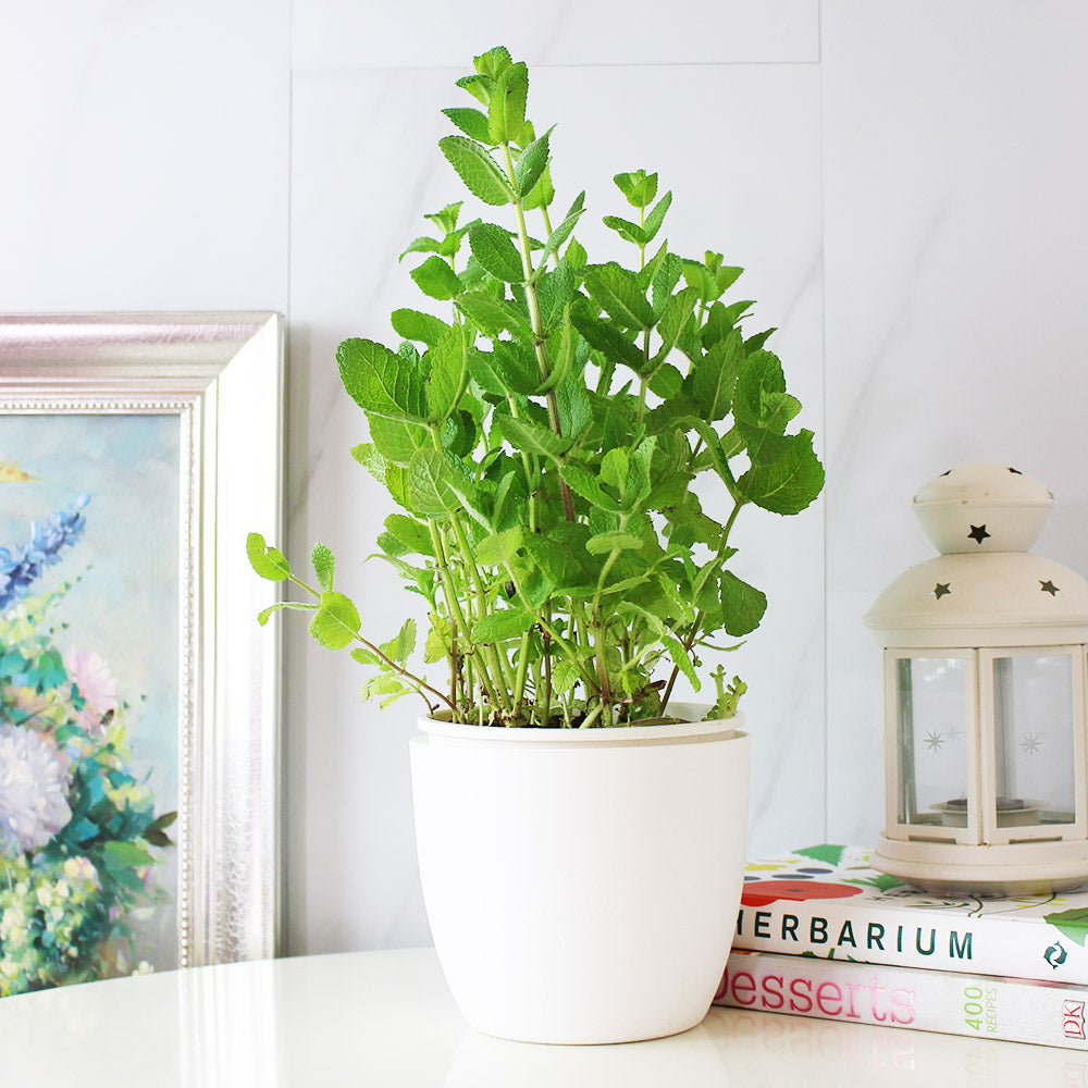 蘋果薄荷 | 青蘋果的香氣 | 泡茶 | 飲料 | 土耕 | 陽光植物