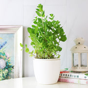 蘋果薄荷 | 青蘋果的香氣 | 泡茶 | 飲料 | 土耕 | 陽光植物