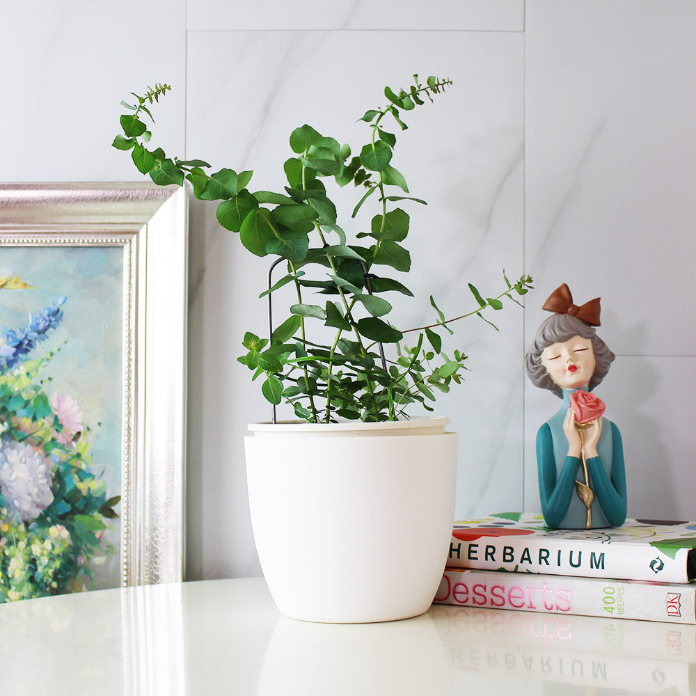 蘋果桉 | 尤加利的香氣 | 蘋果尤加利 | 陽光植物