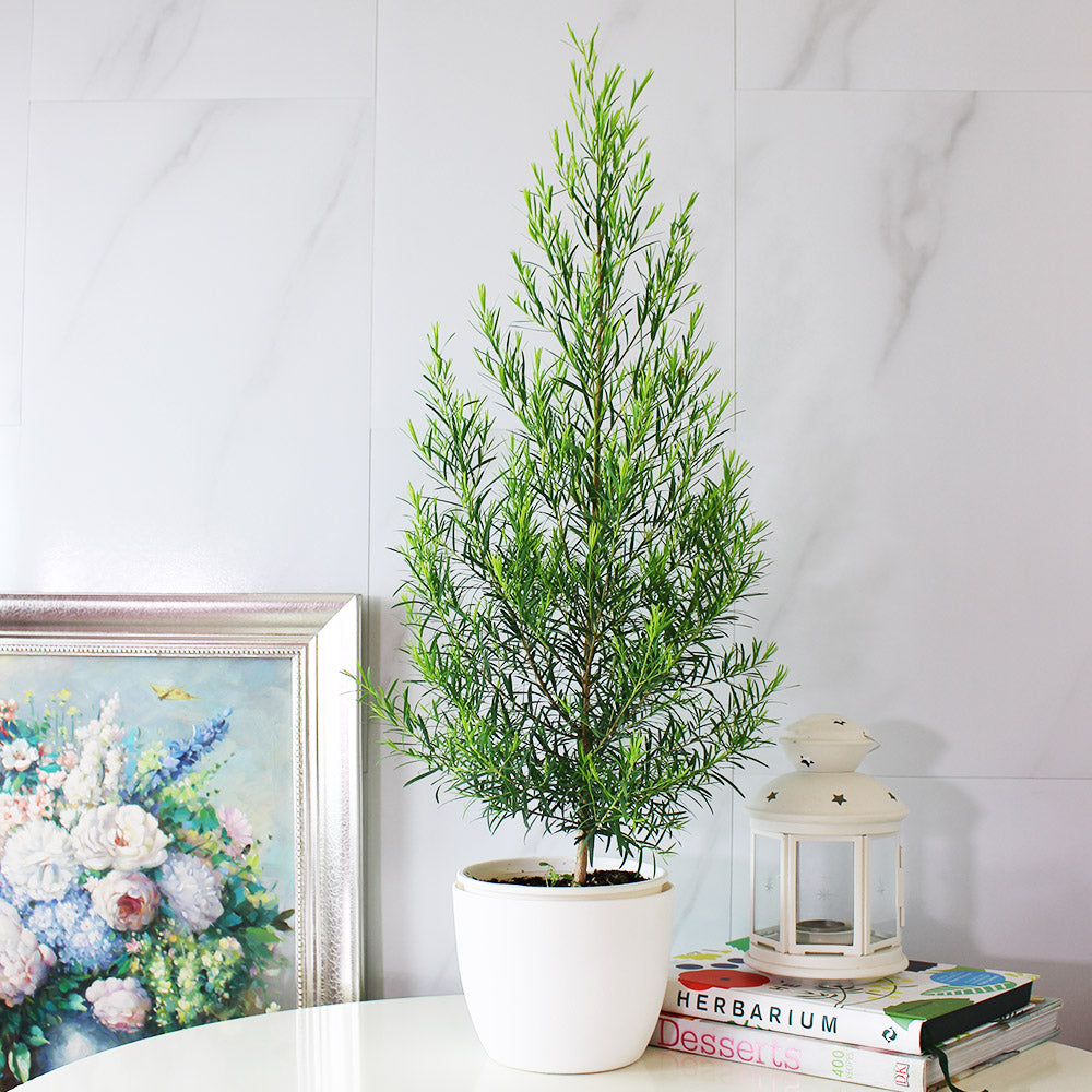 澳洲茶樹 | 天然沙威隆的味道 | 用手搓葉片就有香氣|陽光植物