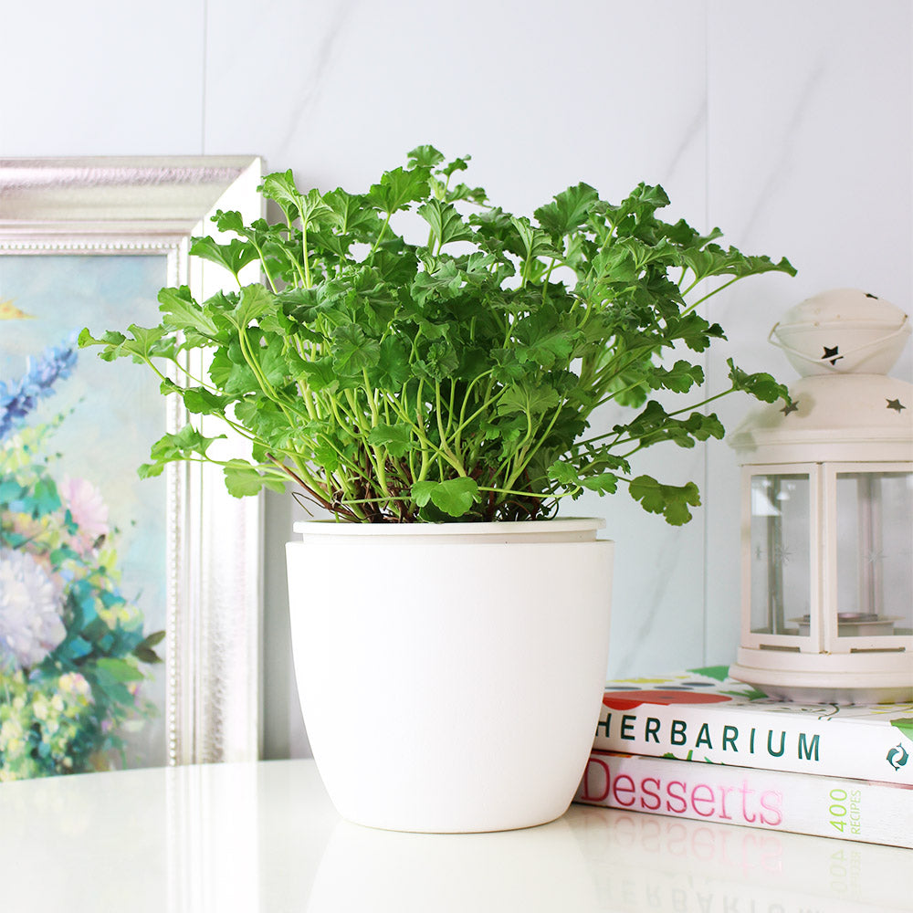 薰衣草天竺葵 | 容易開花 | 陽光植物