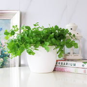 台灣香菜 | 富含維生素K和抗氧化劑,可抑制自由基 | 食用花 | 陽光植物