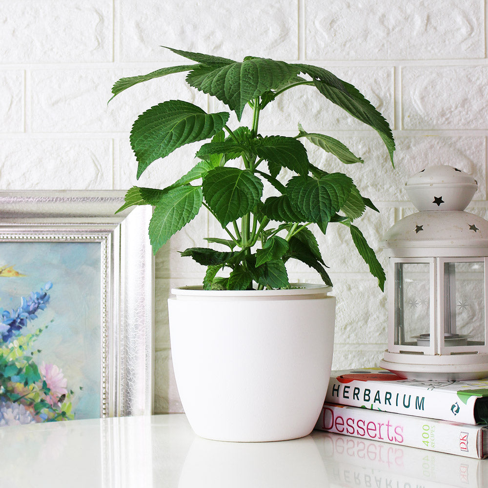 韓國芝麻葉|韓國紫蘇|韓國大葉紫蘇|陽光植物