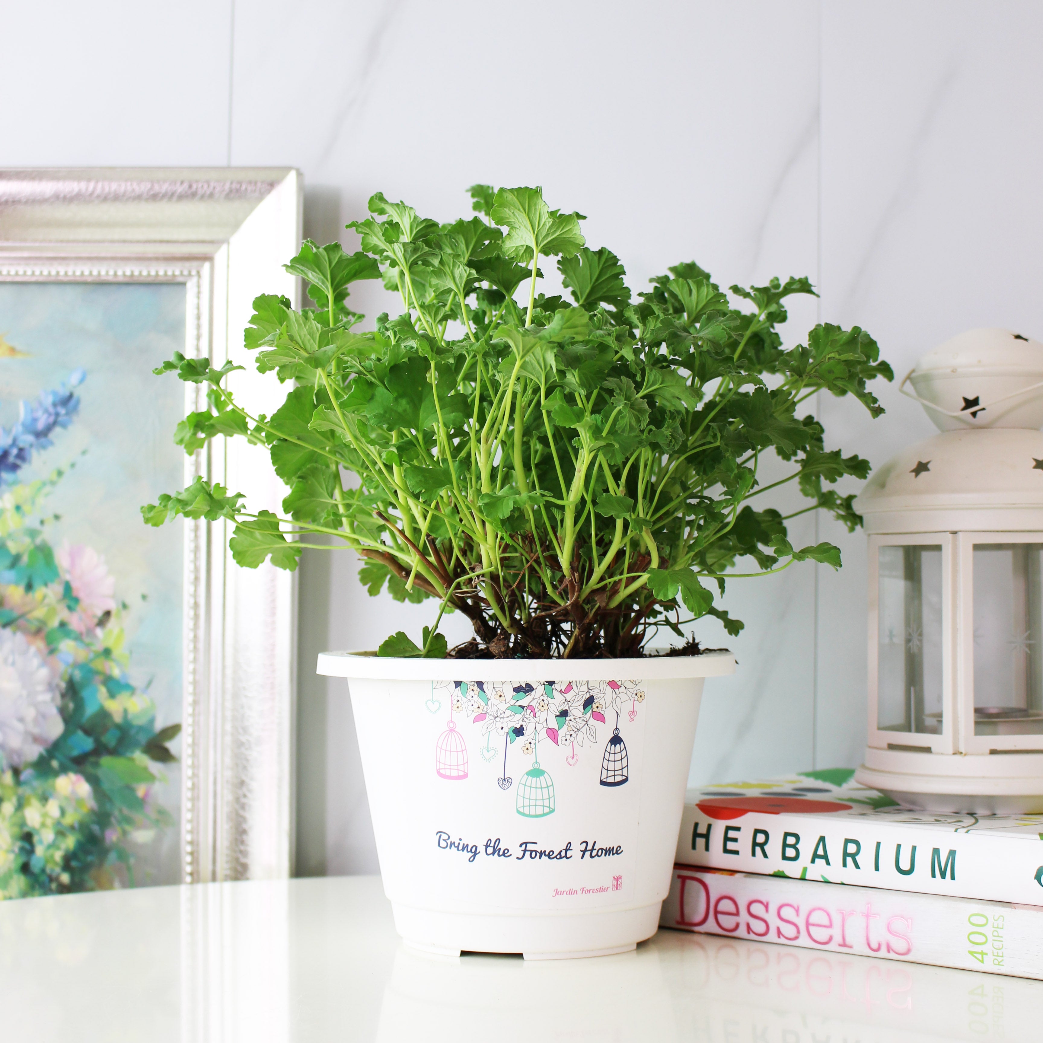 薰衣草天竺葵 | 容易開花 | 陽光植物