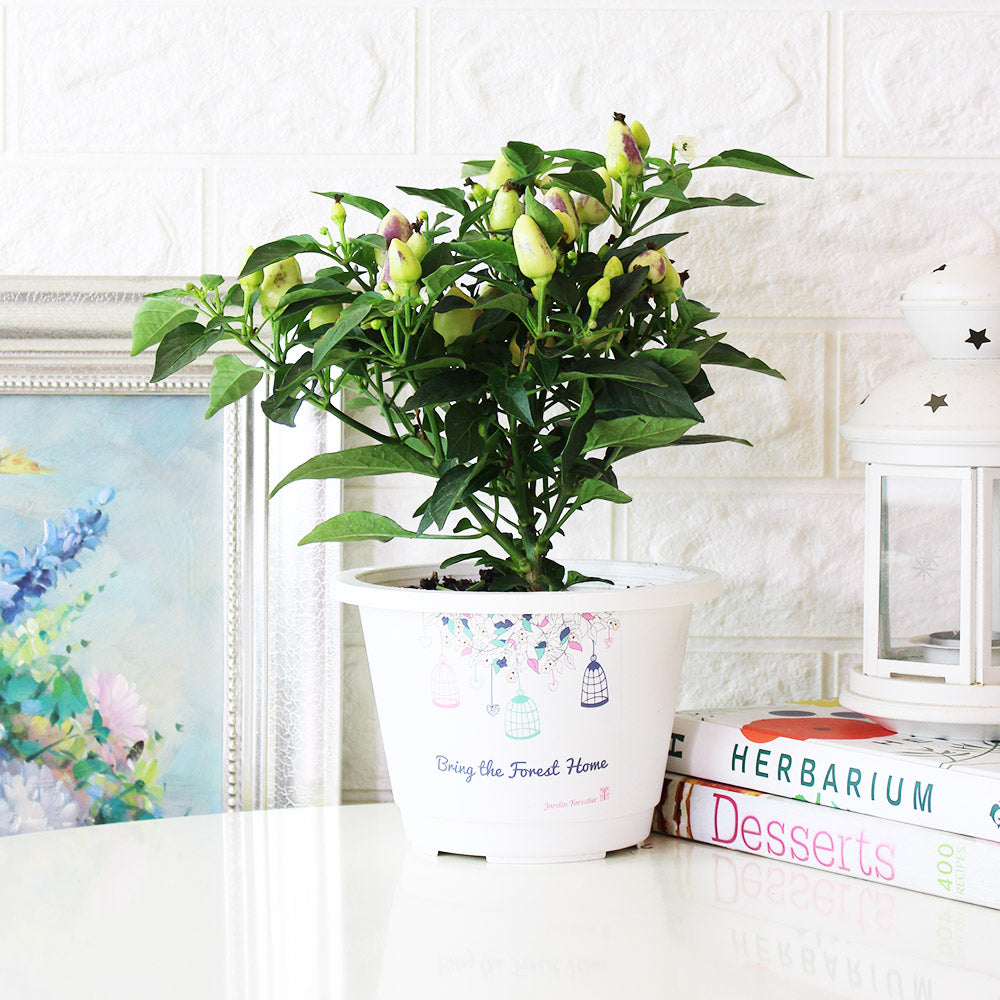 五彩辣椒 | 會辣 | 七彩辣椒 | 糖果辣椒 | 陽光植物