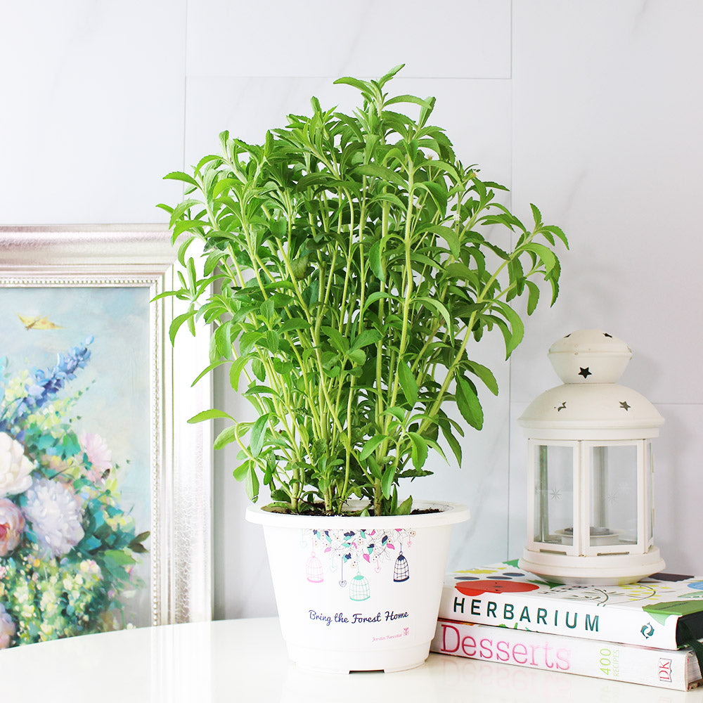 甜菊 | 天然代糖 | 健康甜味 | 陽光植物