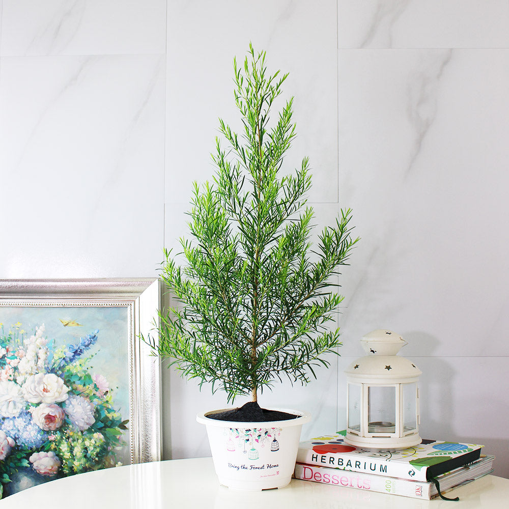 澳洲茶樹 | 天然沙威隆的味道 | 用手搓葉片就有香氣|陽光植物