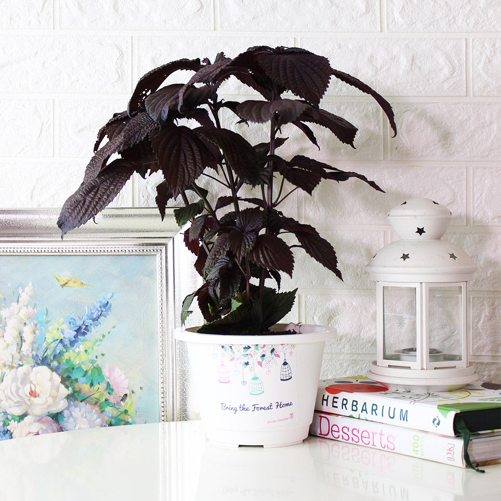 紫蘇 | 紫舒 | 耐強曬 | 陽光植物