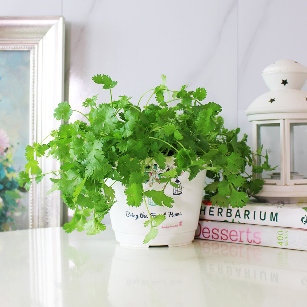 台灣香菜 | 富含維生素K和抗氧化劑,可抑制自由基 | 食用花 | 陽光植物