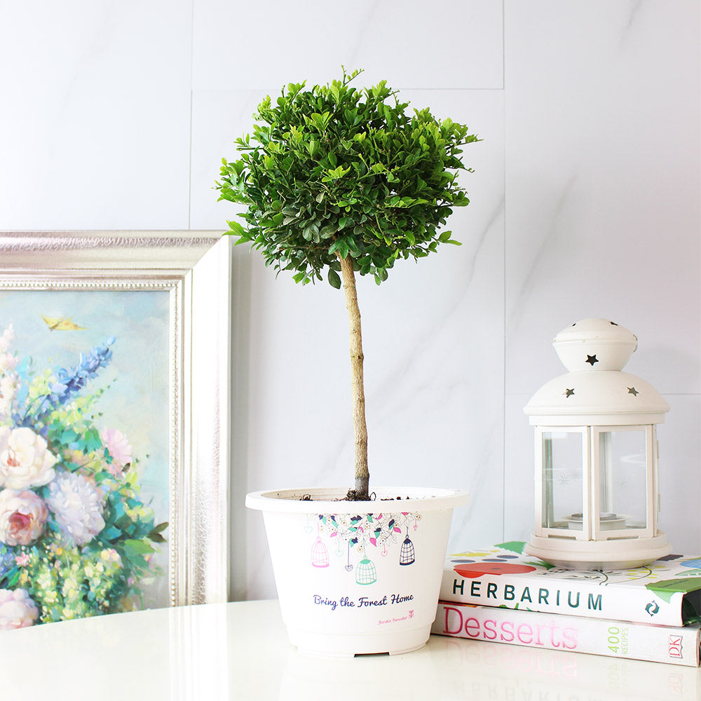 七里香盆栽|陽光植物