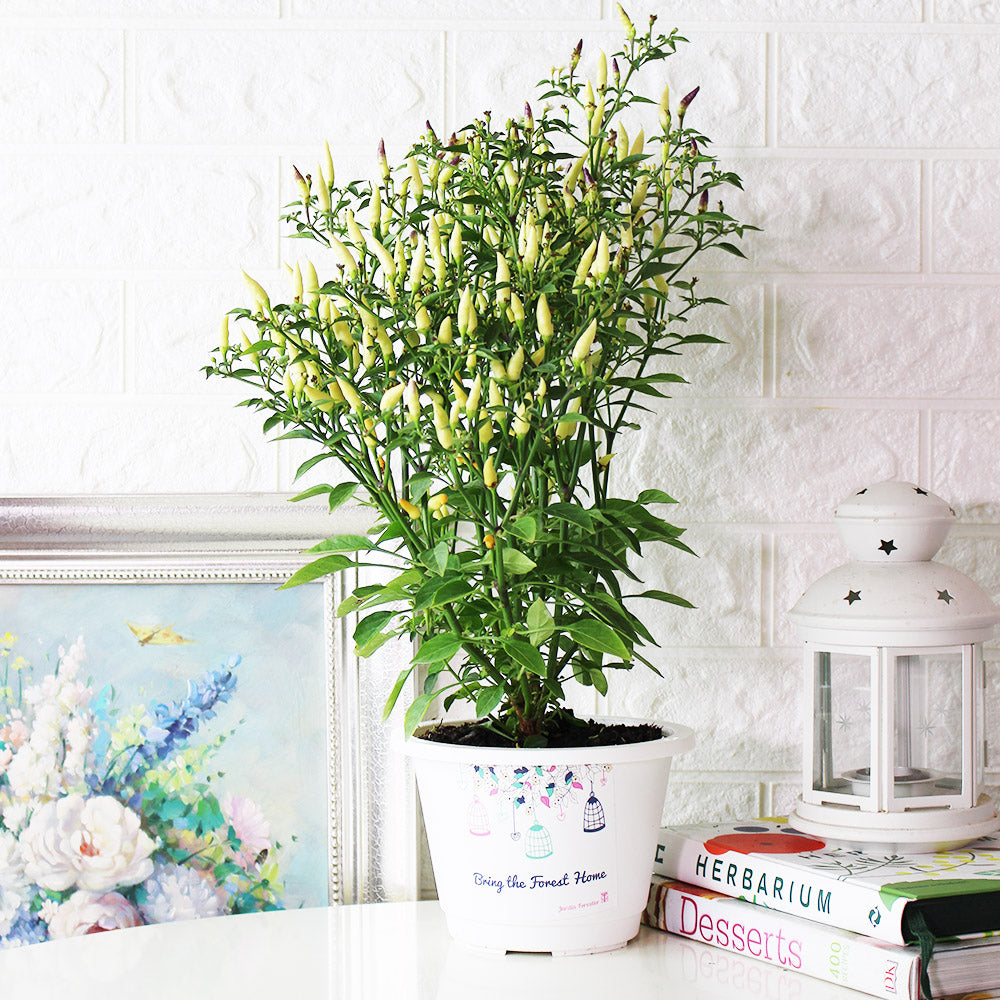 小槍辣椒 | 香氣很棒的辣椒 | 黃色、紅色的果實都可以食用 | 陽光植物