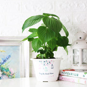 韓國芝麻葉|韓國紫蘇|韓國大葉紫蘇|陽光植物