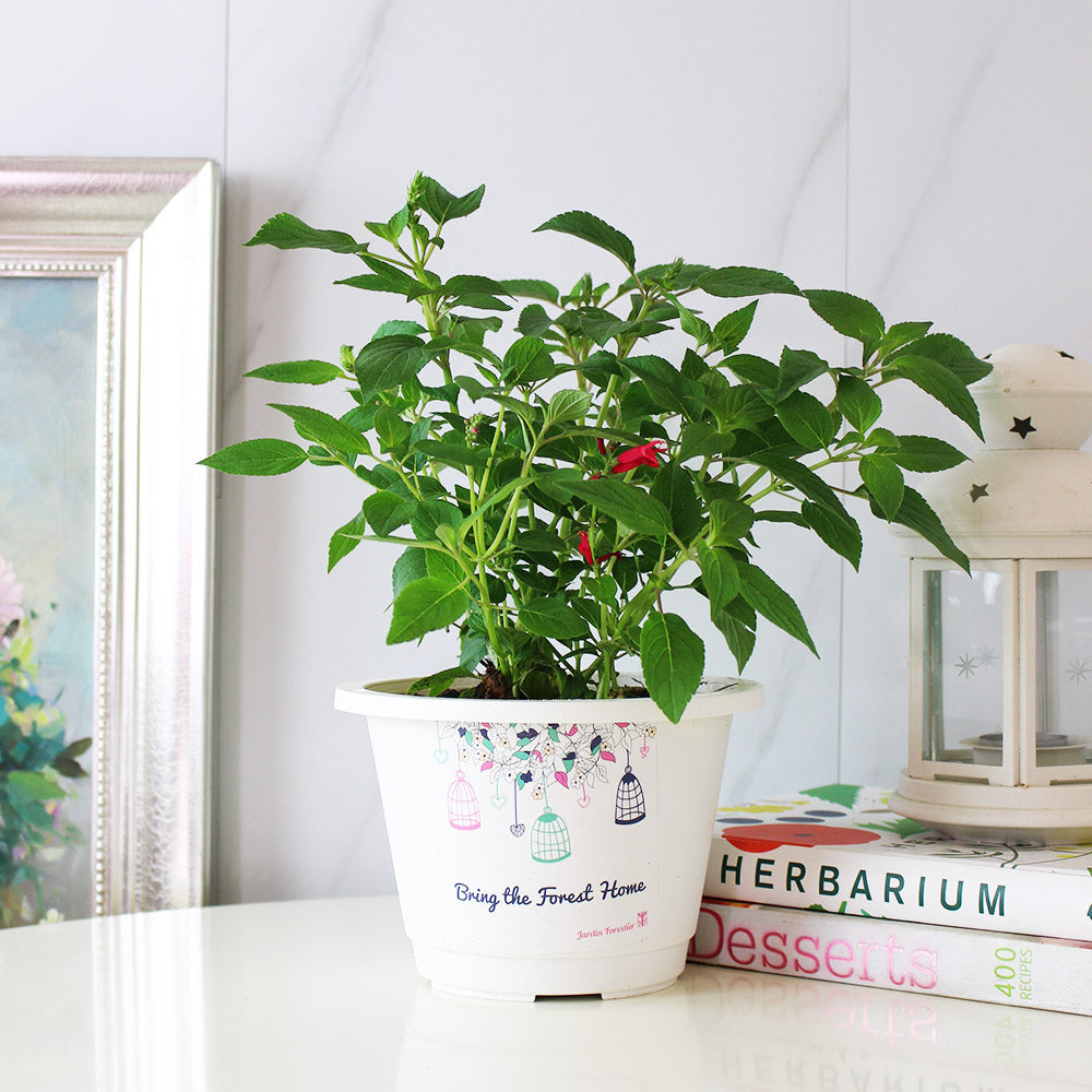 鳳梨鼠尾草|葉片有鳳梨的味道 | 花和葉都可泡茶|泡茶好喝|陽光植物