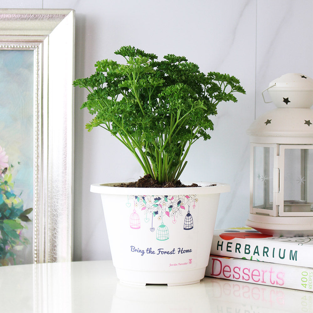 捲葉巴西里 | 荷蘭芹 | 皺葉巴西里 | 歐洲香菜