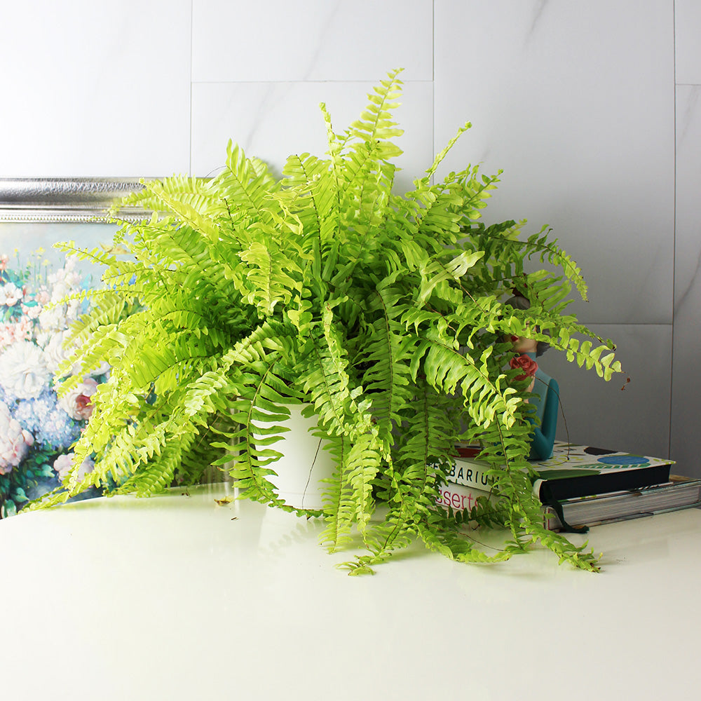 黃金瀑布蕨 | 黃金腎蕨 | 陽光植物 | 貓狗安全