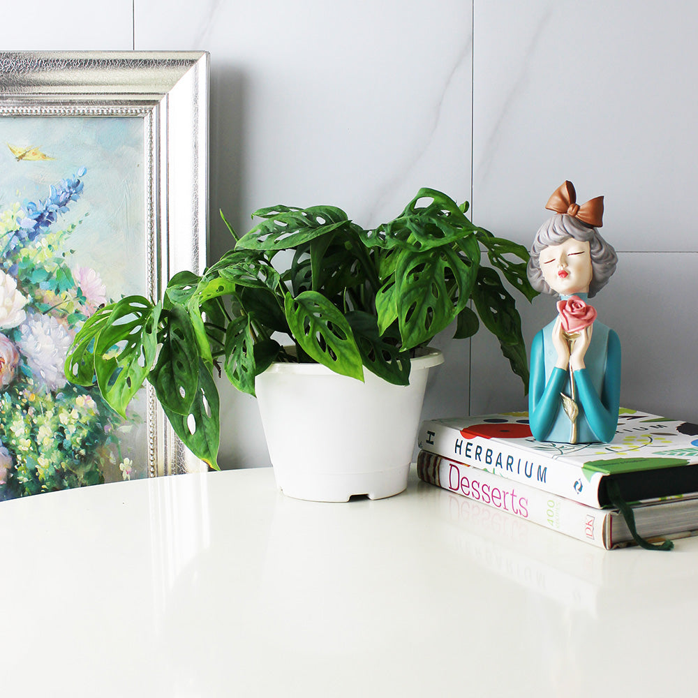 窗孔龜背芋 | 洞洞龜背芋 | 招財納福、智慧開啟 | 洞洞蔓綠絨 | 室內植物