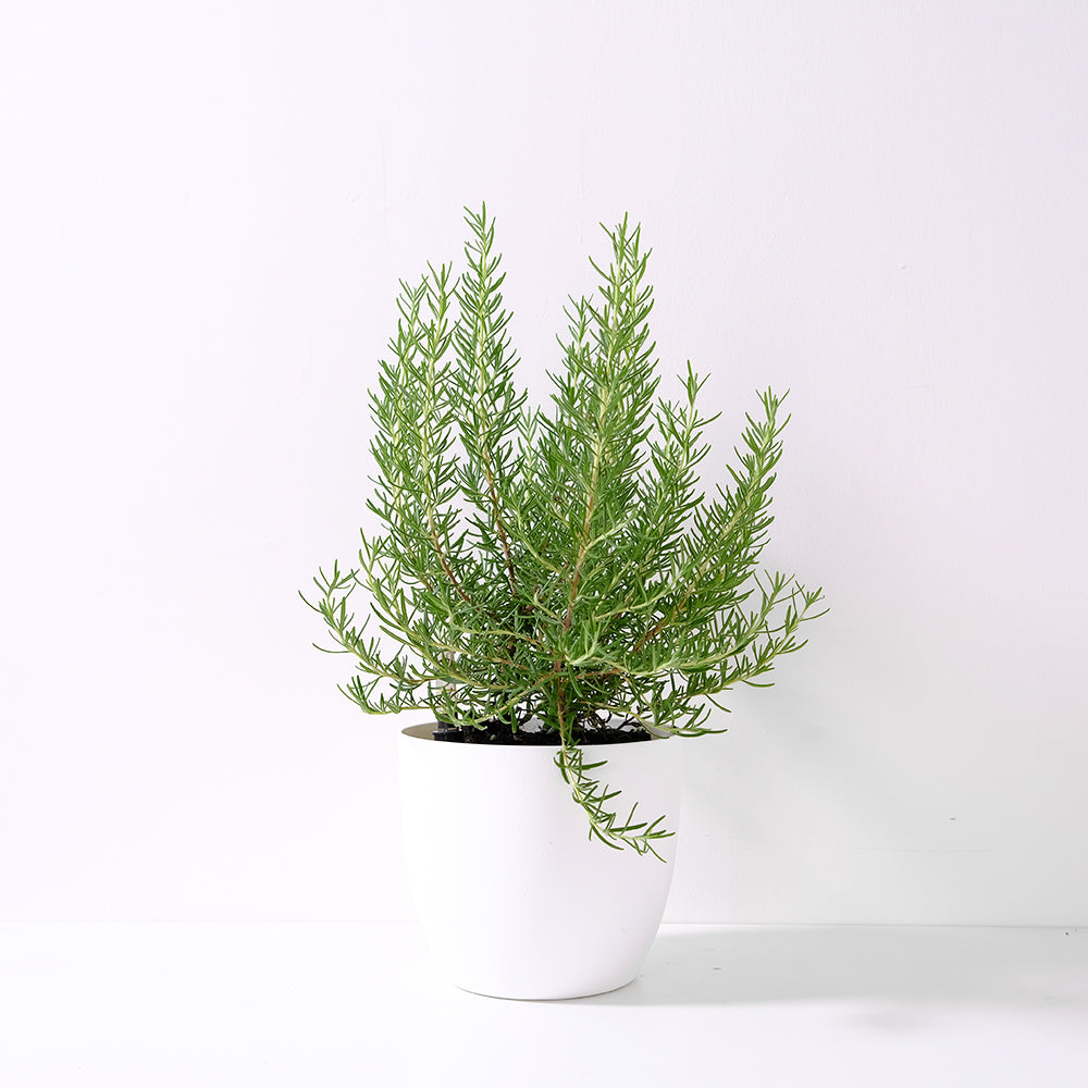 玫瑰迷迭香 | 陽光植物