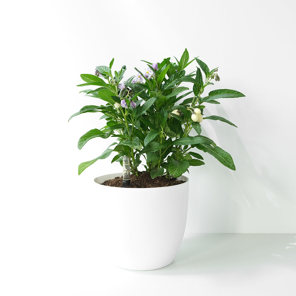 人參果 | 果實可以食用 | 香瓜茄 | 蜜瓜梨 | 陽光植物 | 目前無果實