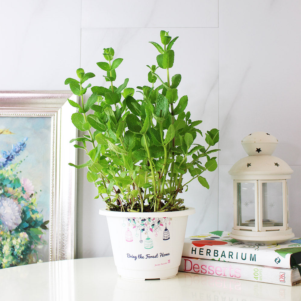 蘋果薄荷 | 青蘋果的香氣 | 泡茶 | 飲料 | 土耕 | 陽光植物