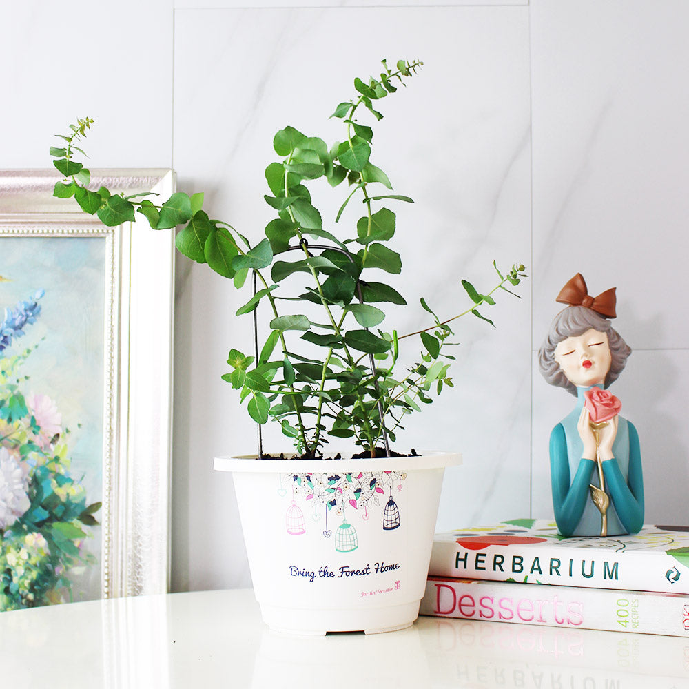 蘋果桉 | 尤加利的香氣 | 蘋果尤加利 | 陽光植物