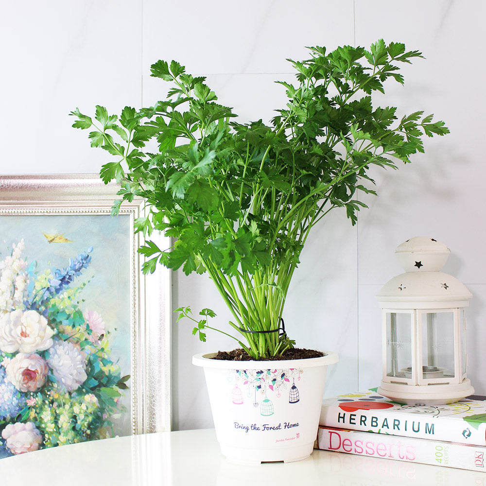 義大利歐芹 | 義大利麵的絕配 | 平葉歐芹 | 擺盤、調味都可以 | 陽光植物