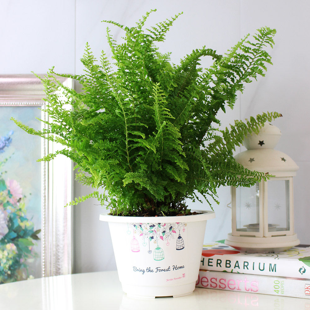 波士頓腎蕨 | 蕨類植物 | 室內植物 | 淨化甲醛