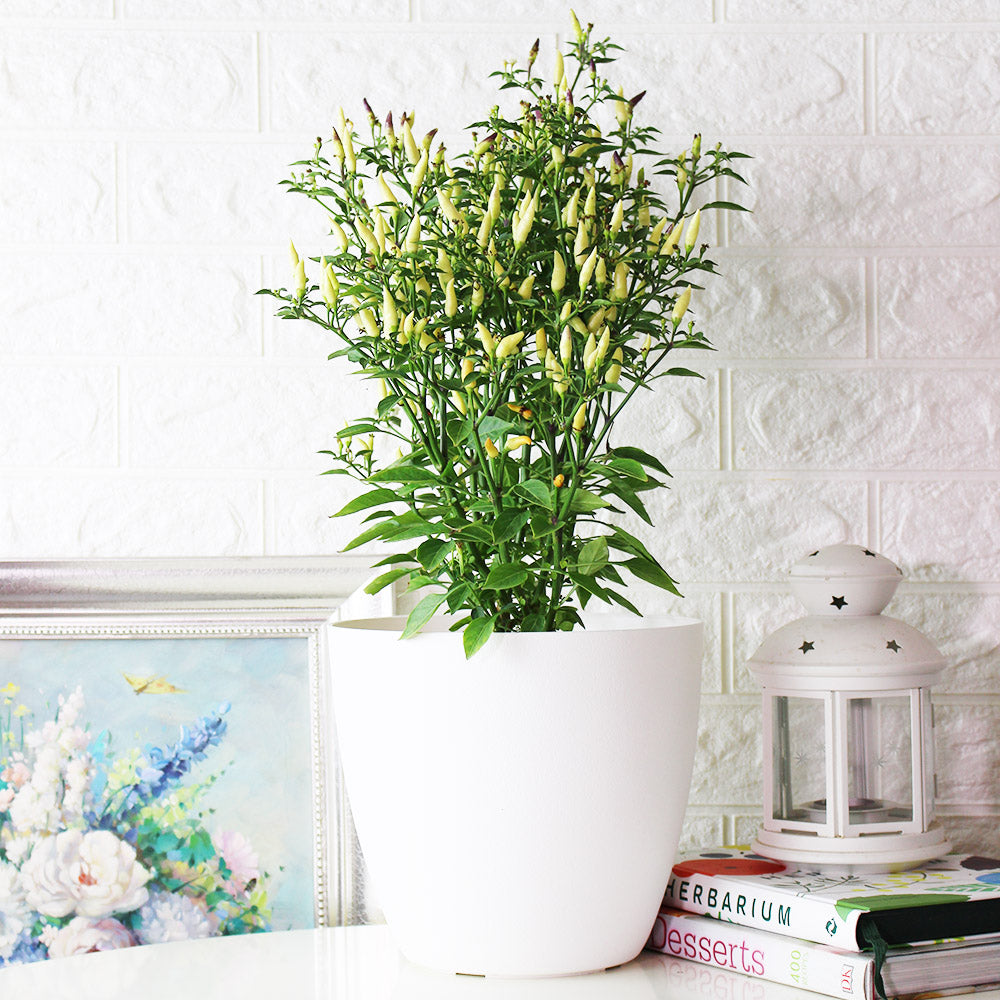 小槍辣椒 | 香氣很棒的辣椒 | 黃色、紅色的果實都可以食用 | 陽光植物