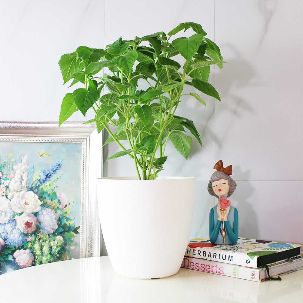 水果鼠尾草 | 驅趕小黑蚊 | 花朵口感清脆 | 陽光植物