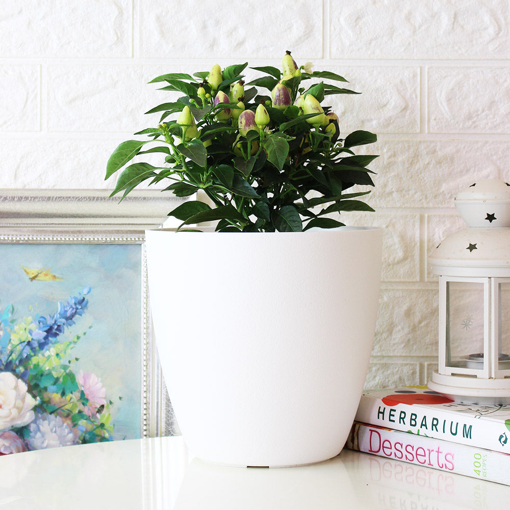 五彩辣椒 | 會辣 | 七彩辣椒 | 糖果辣椒 | 陽光植物