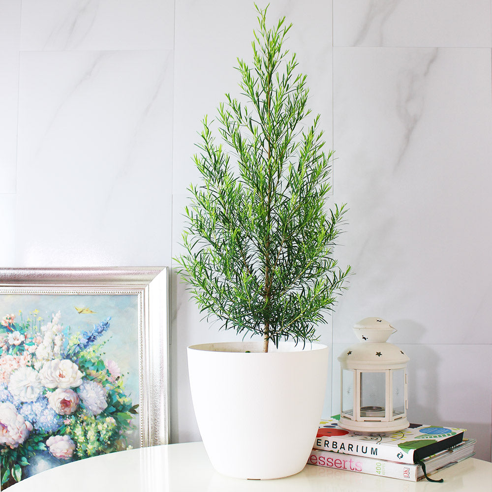 澳洲茶樹 | 天然沙威隆的味道 | 用手搓葉片就有香氣|陽光植物