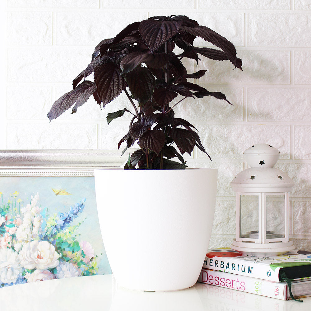 紫蘇 | 紫舒 | 耐強曬 | 陽光植物