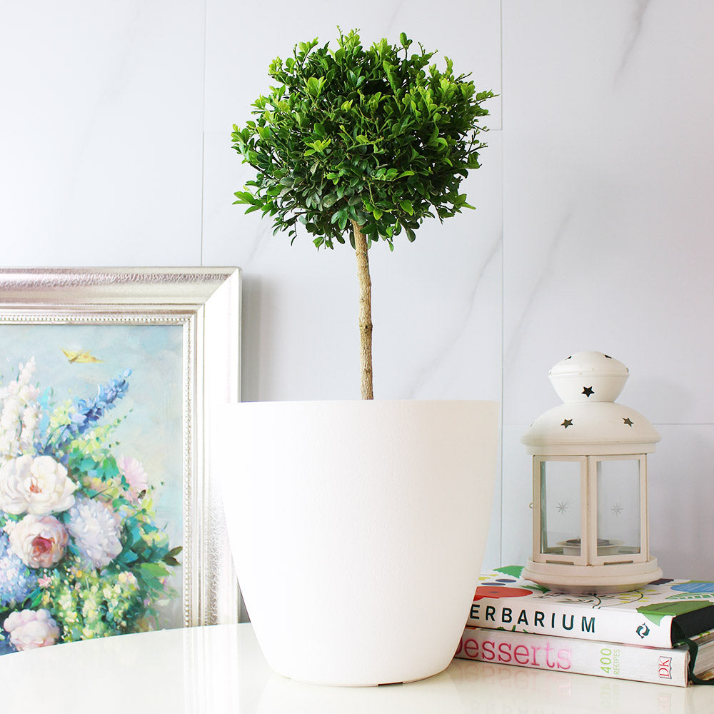 七里香盆栽|陽光植物