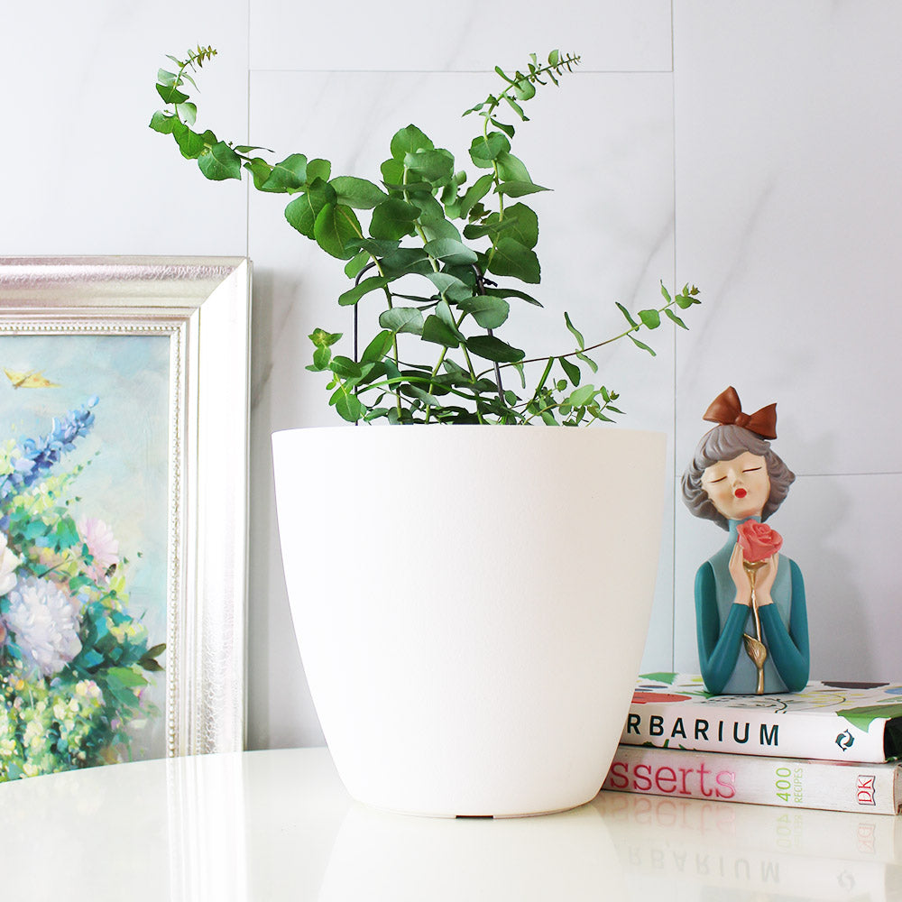 蘋果桉 | 尤加利的香氣 | 蘋果尤加利 | 陽光植物