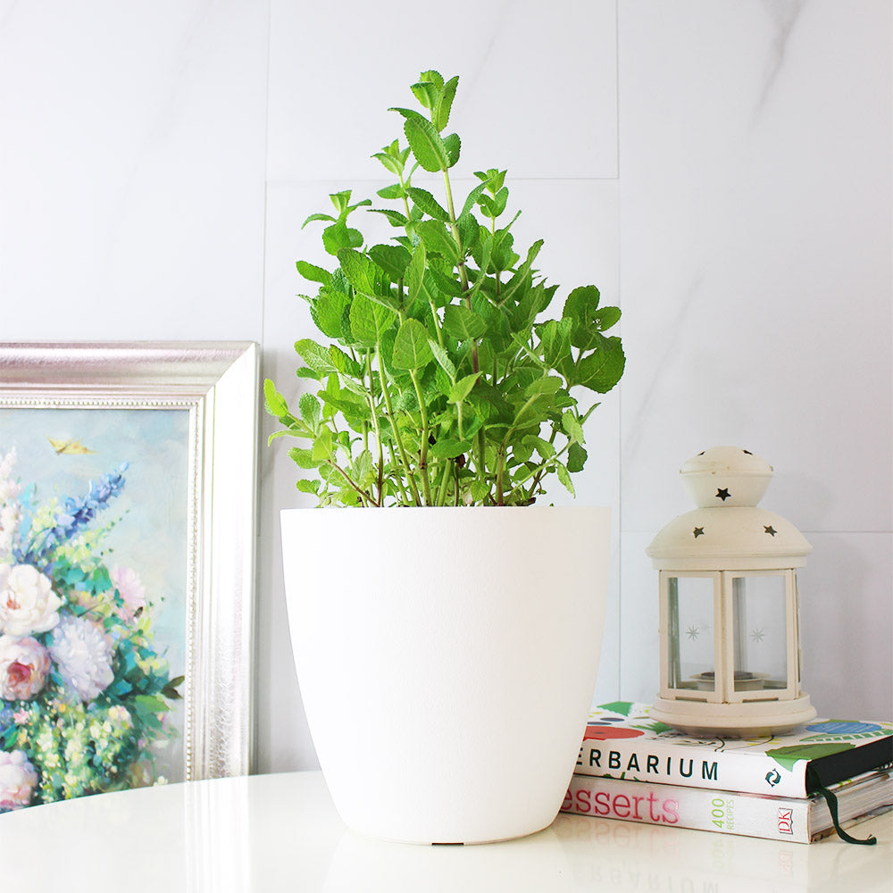 蘋果薄荷 | 青蘋果的香氣 | 泡茶 | 飲料 | 土耕 | 陽光植物