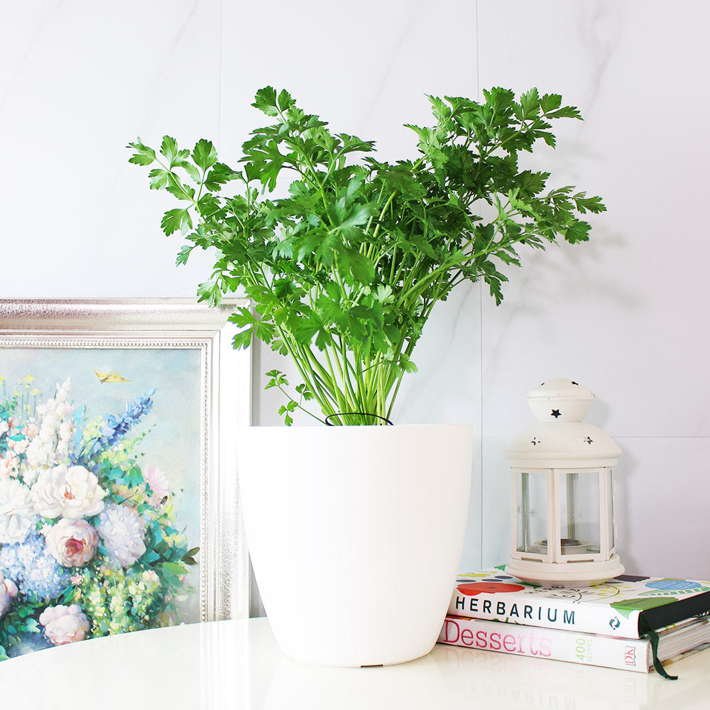 義大利歐芹 | 義大利麵的絕配 | 平葉歐芹 | 擺盤、調味都可以 | 陽光植物