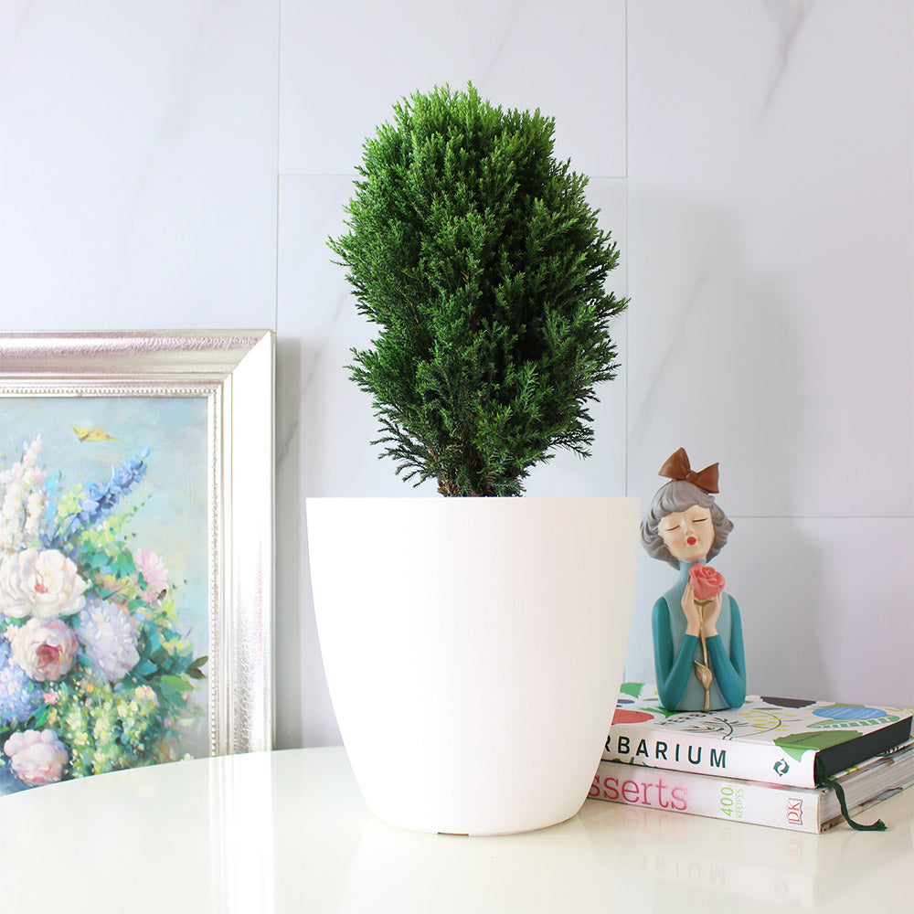 圓柏 | 圓潤的形態 | 陽光植物