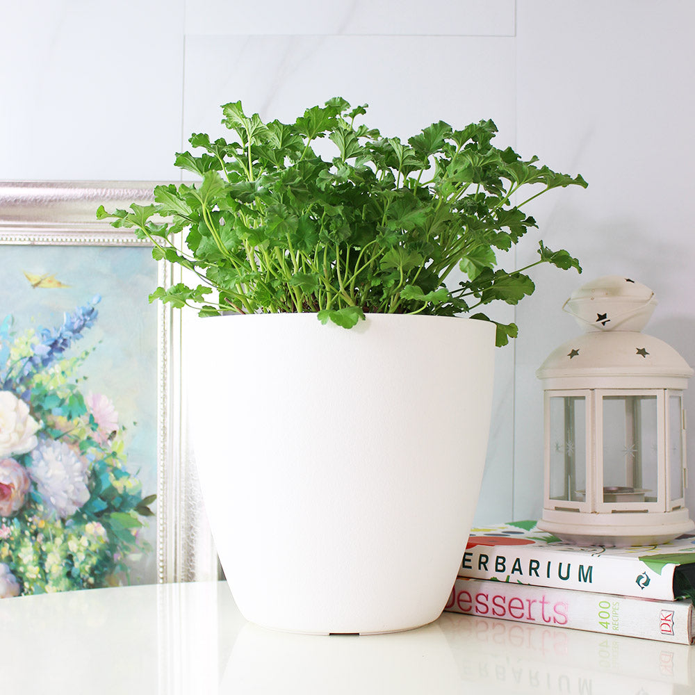 薰衣草天竺葵 | 容易開花 | 陽光植物