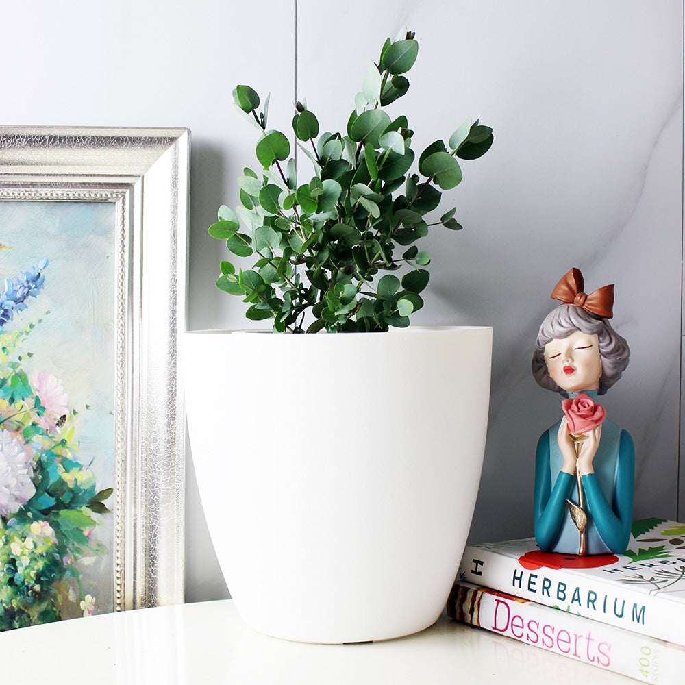 藍冰尤加利 | 藍冰桉 | 陽光植物