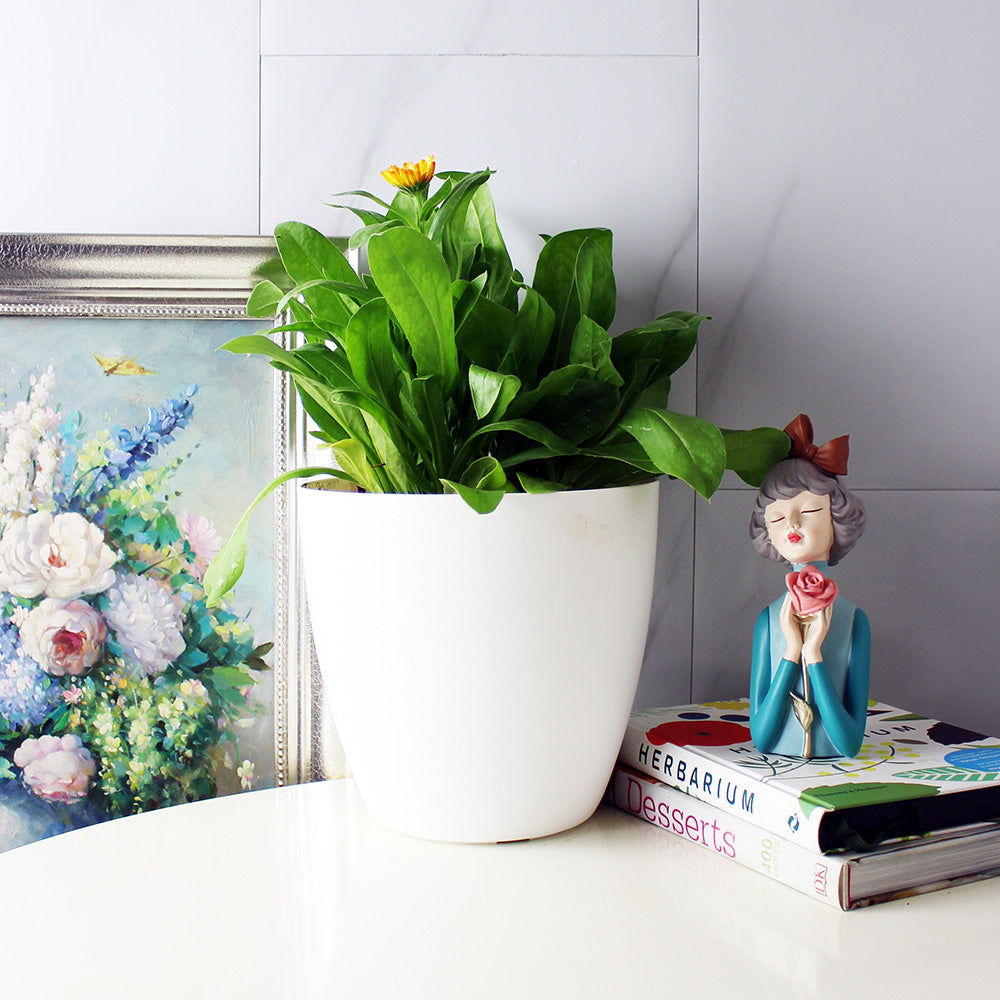 金盞花 | 金盞菊 | 開花中 | 可做浸泡油 | 花和葉都可以食用 | 食用花 | 花色隨機出貨 | 陽光植物