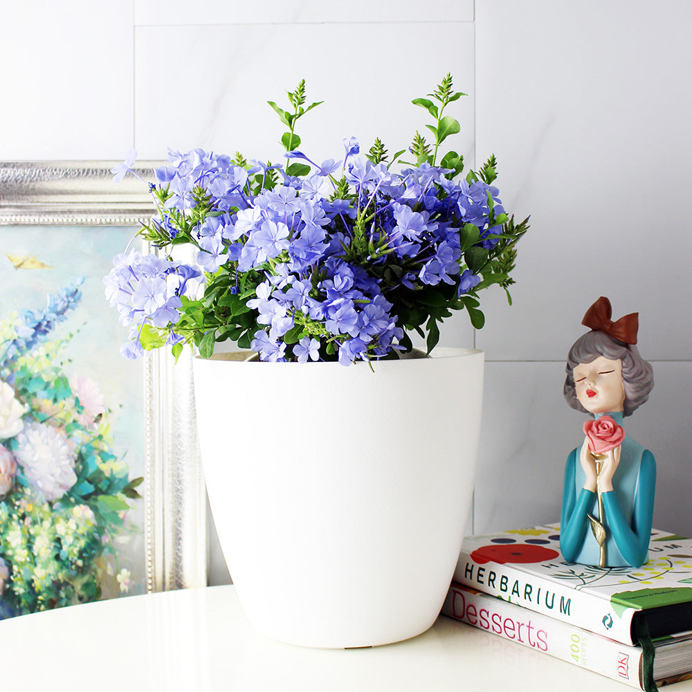 藍雪花 | 藍花丹 | 陽光植物 | 好照顧