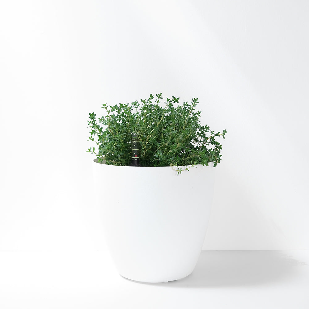 英國冬季百里香 | 料理百里香 | 南瓜、馬鈴薯、地瓜、雞肉|陽光植物