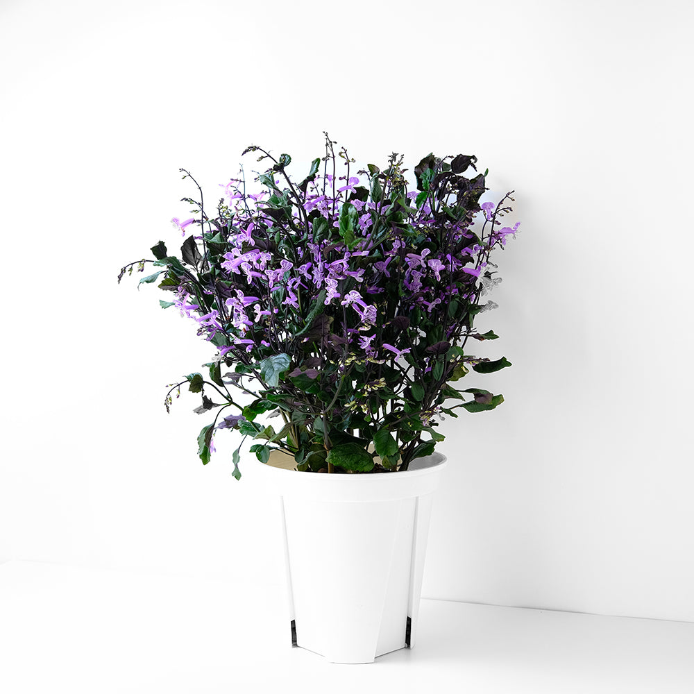 紫鳳凰 | 夢娜薰衣草 | 幾乎全年開花| 陽光植物