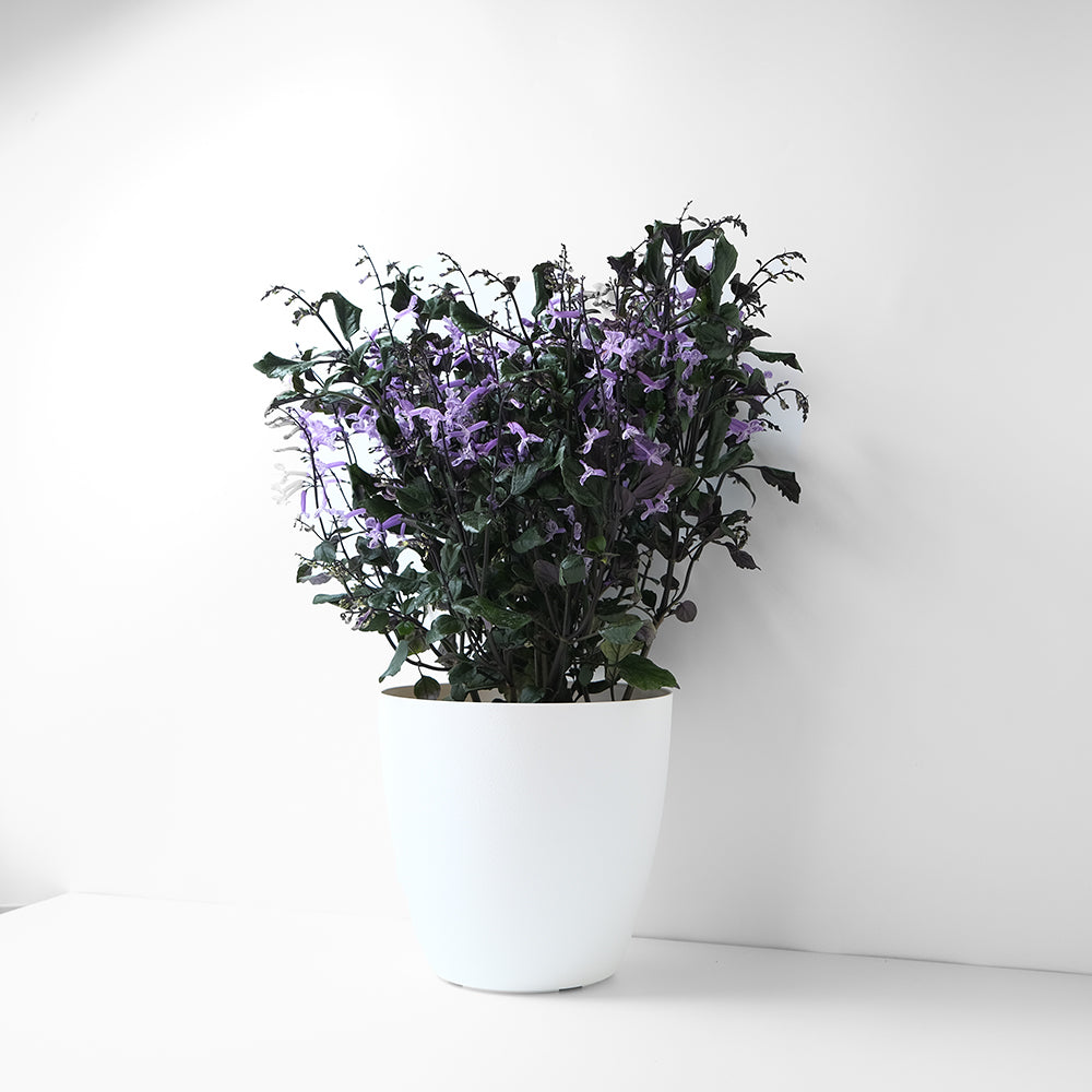 紫鳳凰 | 夢娜薰衣草 | 幾乎全年開花| 陽光植物