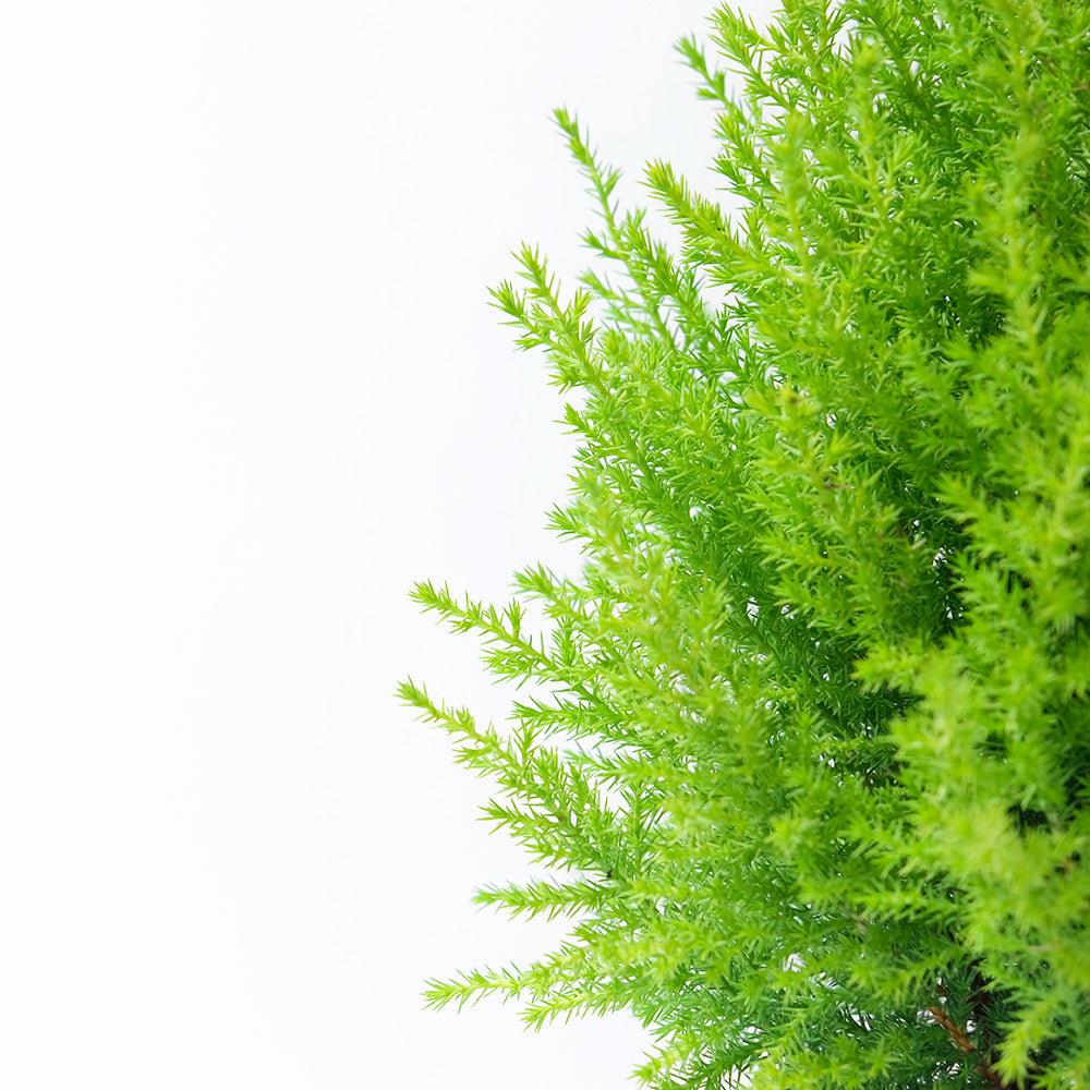 香冠柏 | 最受歡迎的耶誕樹 | 有香氣 | 可放室內光亮處一個月  | 陽光植物