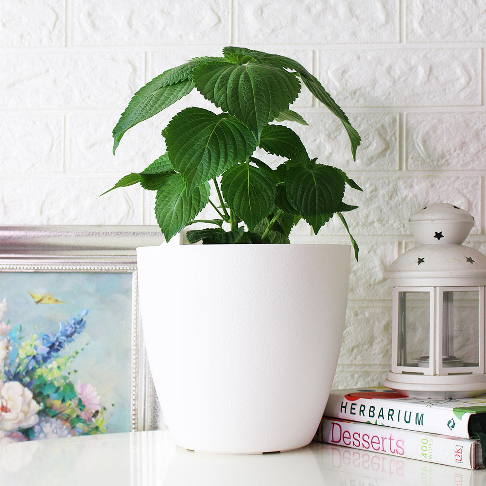 韓國芝麻葉|韓國紫蘇|韓國大葉紫蘇|陽光植物