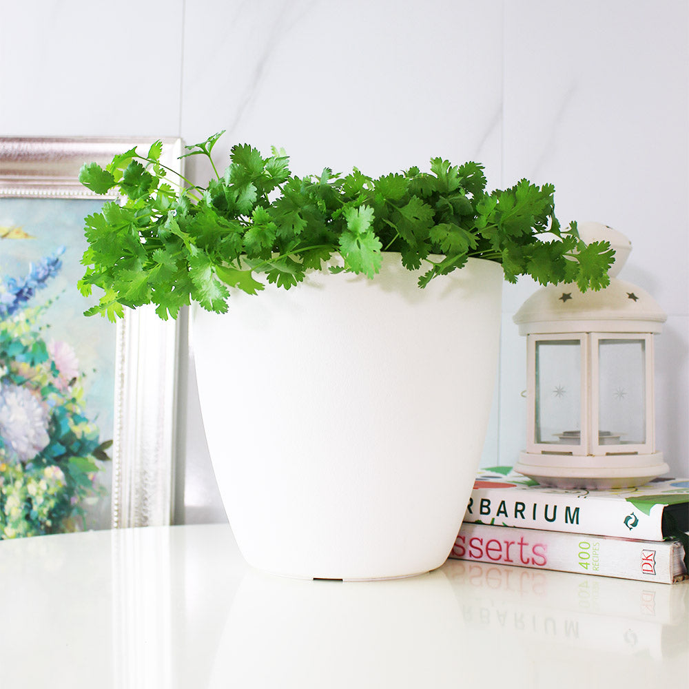 台灣香菜 | 富含維生素K和抗氧化劑,可抑制自由基 | 食用花 | 陽光植物