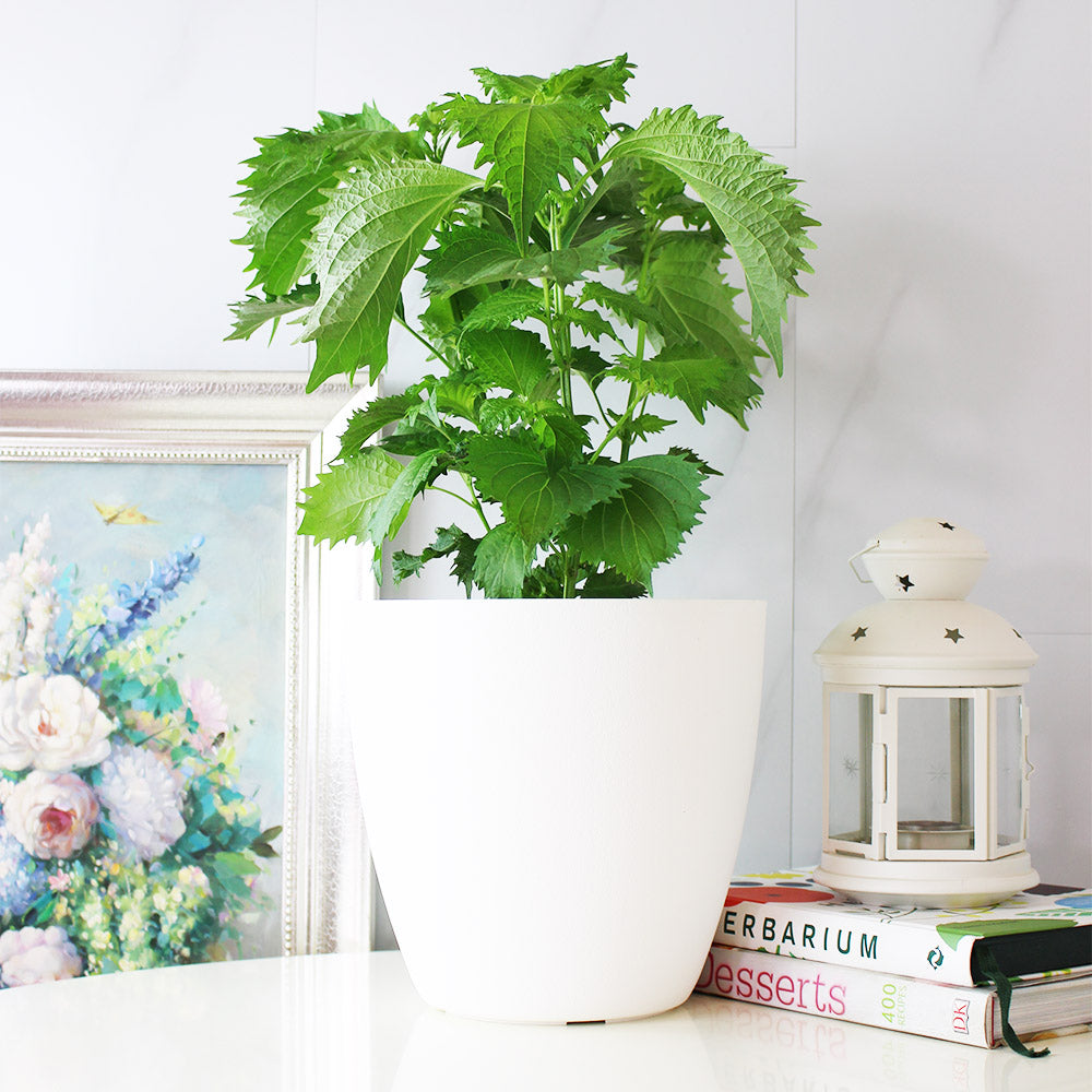 綠紫蘇|和生魚片、海膽絕配|包飯好吃 |陽光植物