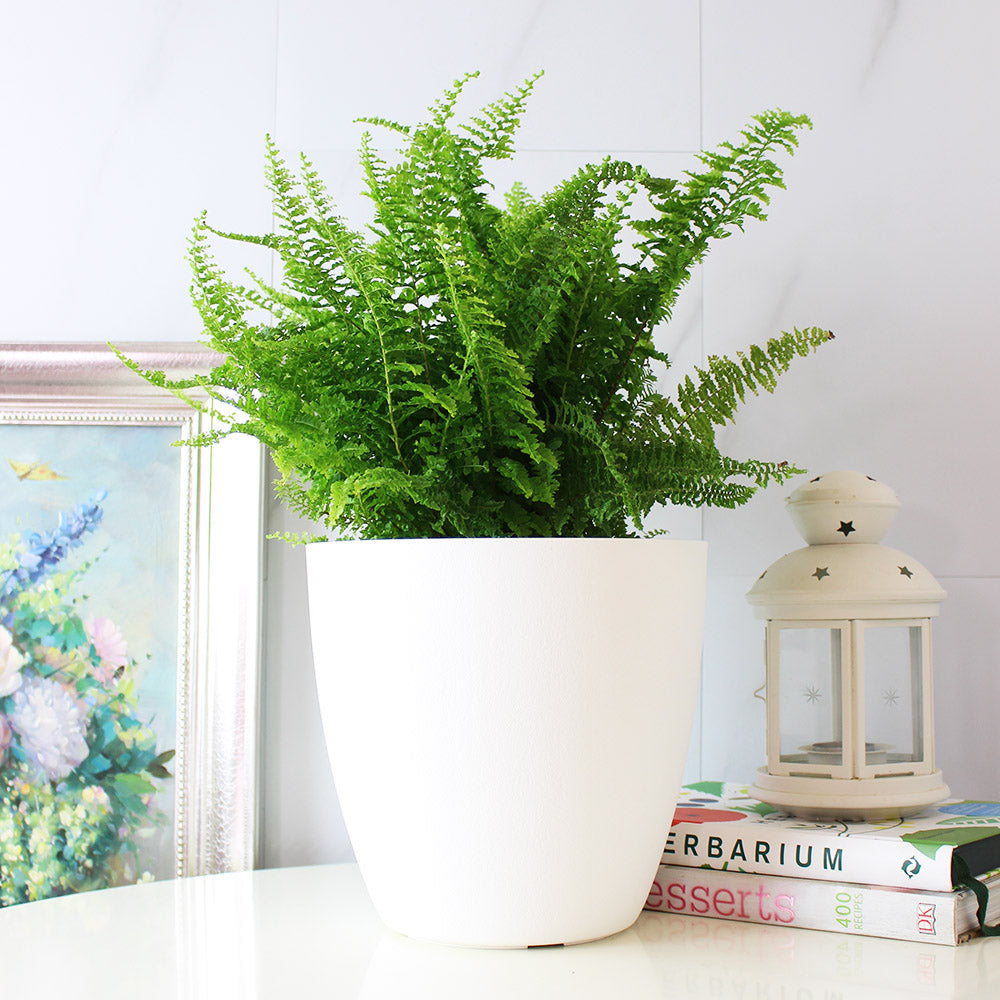 波士頓腎蕨 | 蕨類植物 | 室內植物 | 淨化甲醛