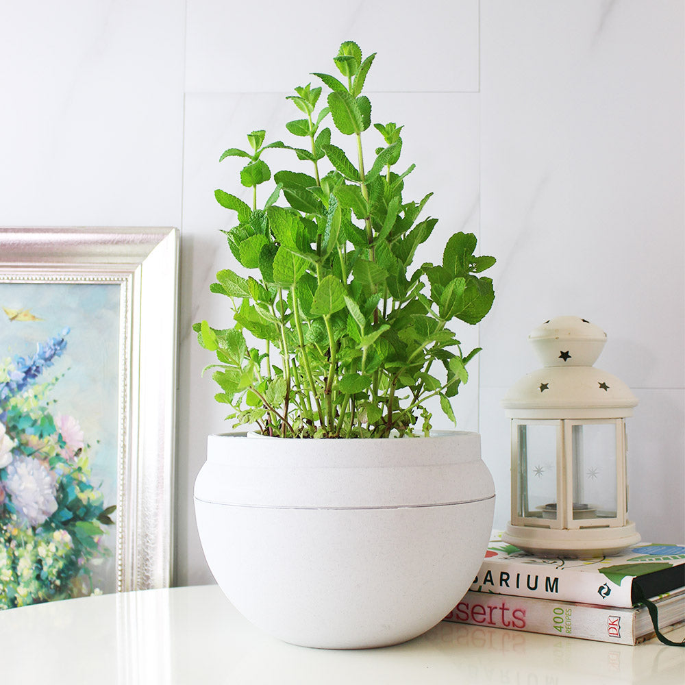 蘋果薄荷 | 青蘋果的香氣 | 泡茶 | 飲料 | 土耕 | 陽光植物